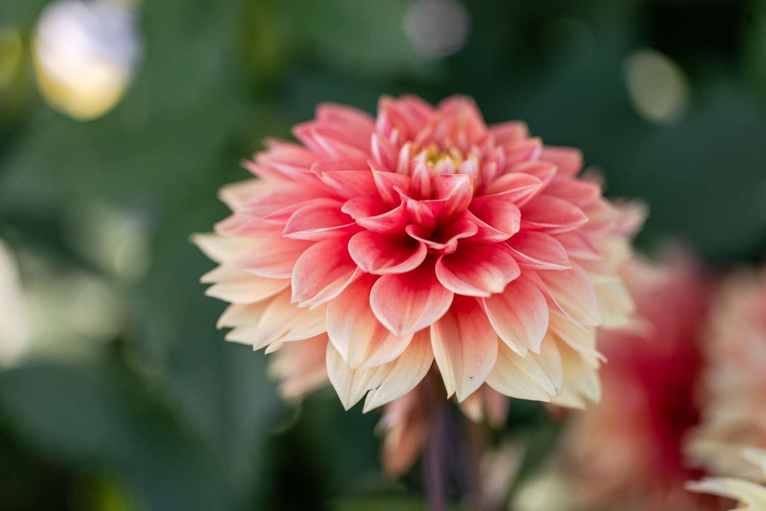 Dahlia 'Sunset Tropicana'
